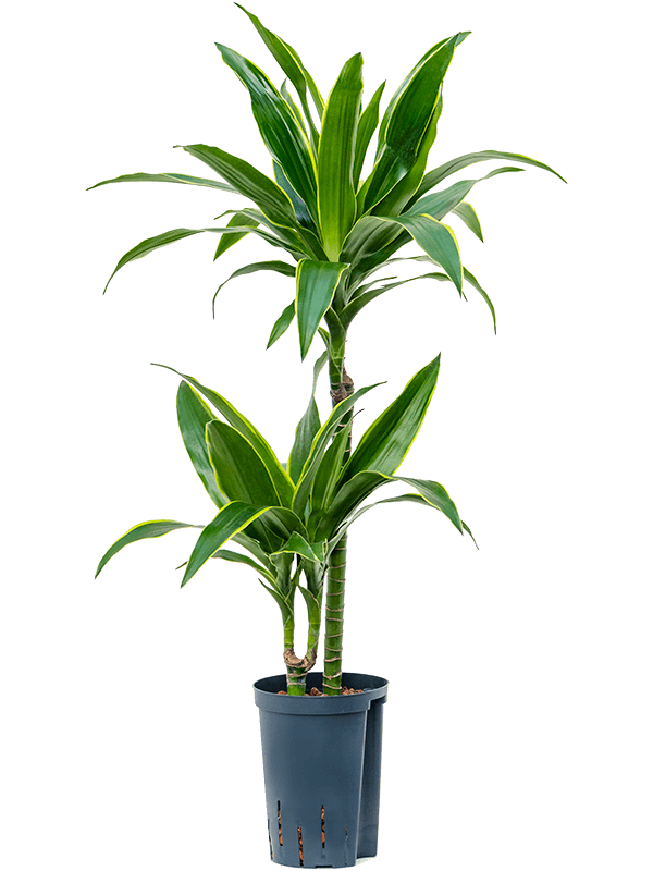 Planta naturala de interior 45-15 D35xH90cm Dracaena fragrans 'Arturo' P15/19cm in hidrogranule