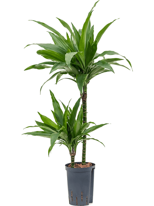 Planta naturala de interior 45-15 D35xH85cm Dracaena fragrans 'Janet Craig' P15/19cm in hidrogranule