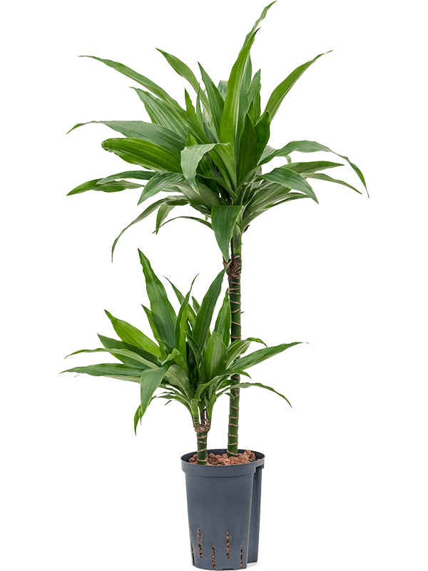 Planta naturala de interior 45-15 D35xH85cm Dracaena fragrans 'Janet Craig' P15/19cm in hidrogranule