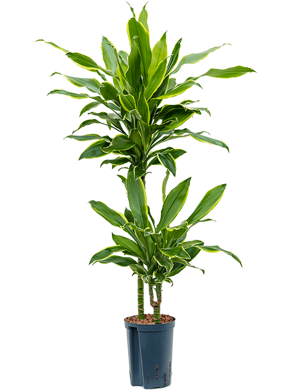 Planta naturala de interior 45-15 D35xH90cm Dracaena fragrans 'Golden Coast' P15/19cm in hidrogranule