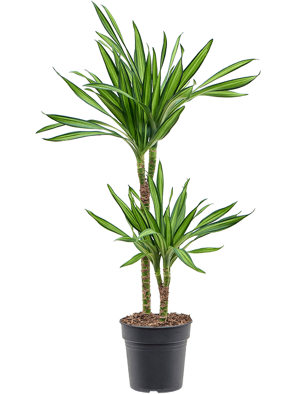 Planta naturala de interior 45-15 D45xH90cm Dracaena fragrans 'Riki' PS19/15cm in pamant