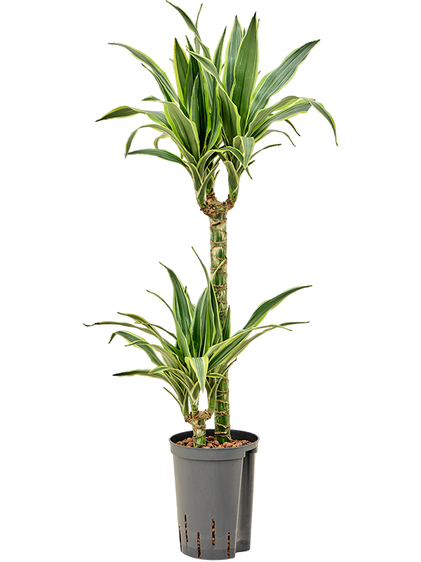 Planta naturala de interior 45-15 JUMBO D30xH80cm Dracaena fragrans 'Lemon Lime' P15/19cm in hidrogranule