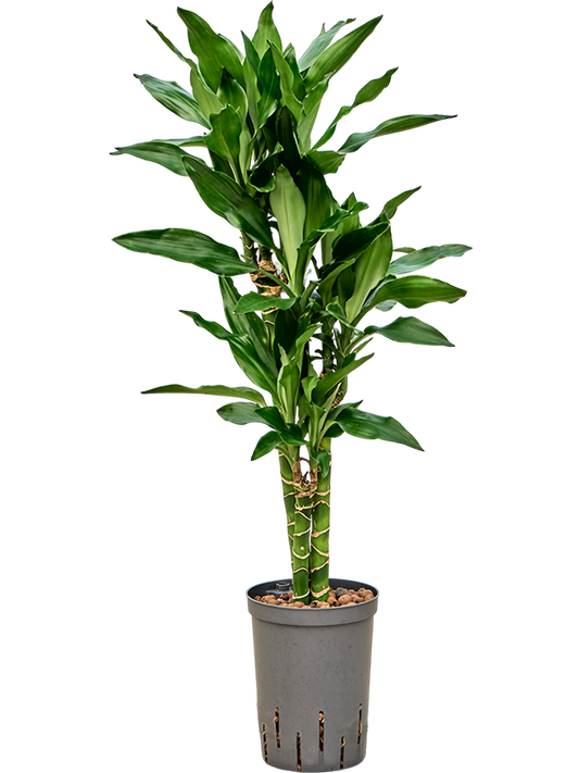 Planta naturala de interior 45-Carrousel D30xH90cm Dracaena fragrans 'Burundii' P15/19cm in hidrogranule