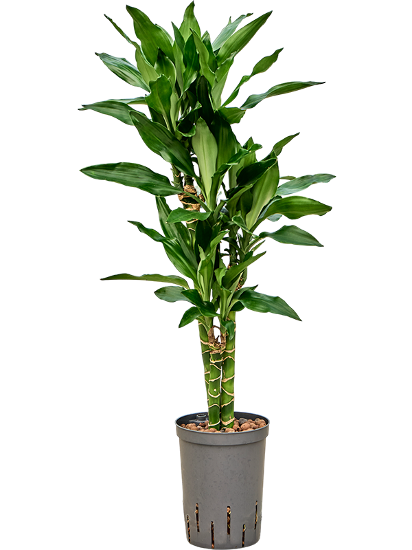 Planta naturala de interior 45-Carrousel D30xH90cm Dracaena fragrans 'Burundii' P15/19cm in hidrogranule