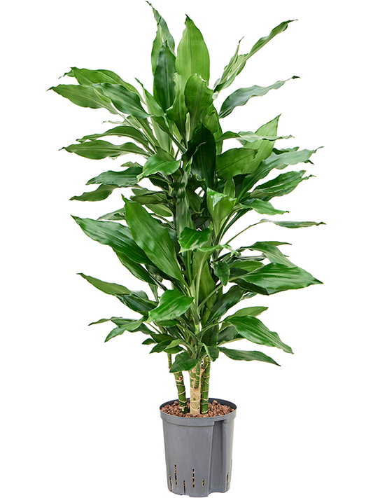 Planta naturala de interior 45-Carrousel D30xH90cm Dracaena fragrans 'Burundii' P18/19cm in hidrogranule