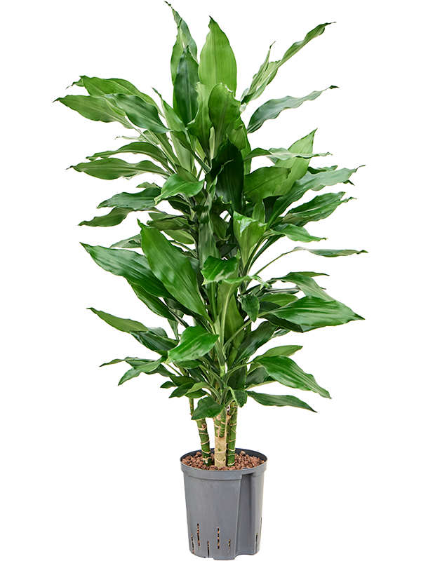 Planta naturala de interior 45-Carrousel D30xH90cm Dracaena fragrans 'Burundii' P18/19cm in hidrogranule