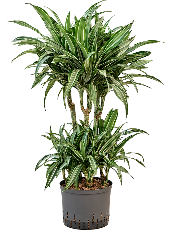 Planta naturala de interior 45-Carrousel D40xH90cm Dracaena fragrans 'Ulises' P25/19cm in hidrogranule