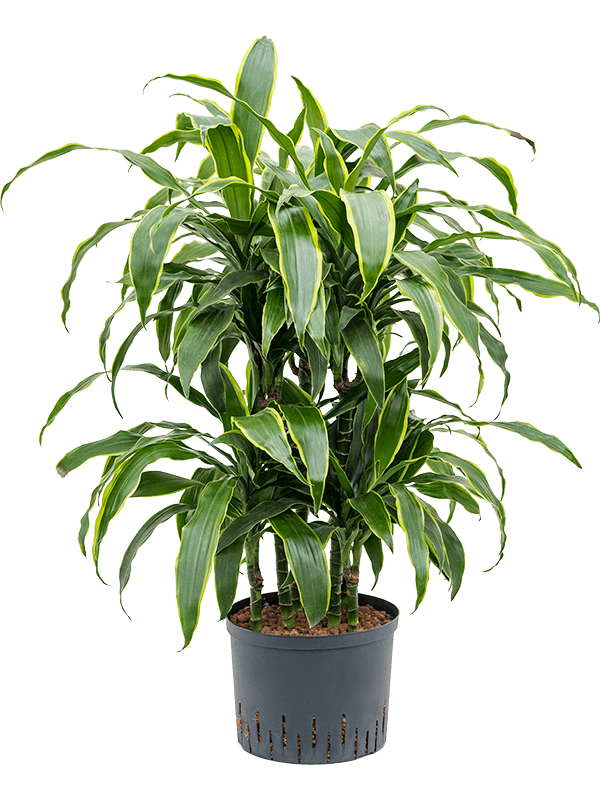 Planta naturala de interior 45-Carrousel D50xH90cm Dracaena fragrans 'Arturo' P25/19cm in hidrogranule