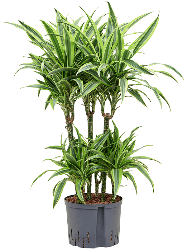 Planta naturala de interior 45-Carrousel D55xH100cm Dracaena fragrans 'Lemon Lime' P25/19cm in hidrogranule