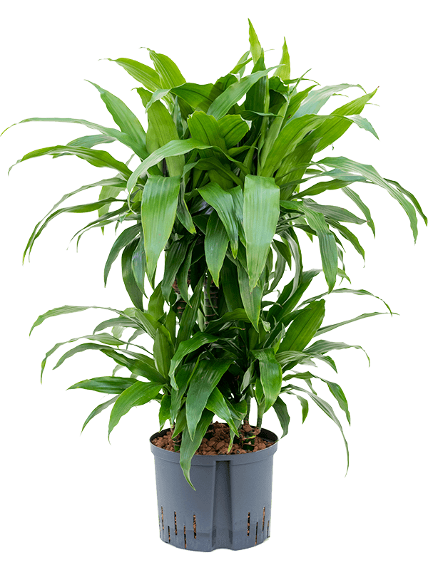 Planta naturala de interior 45-Carrousel D60xH100cm Dracaena fragrans 'Janet Craig' P25/19cm in hidrogranule