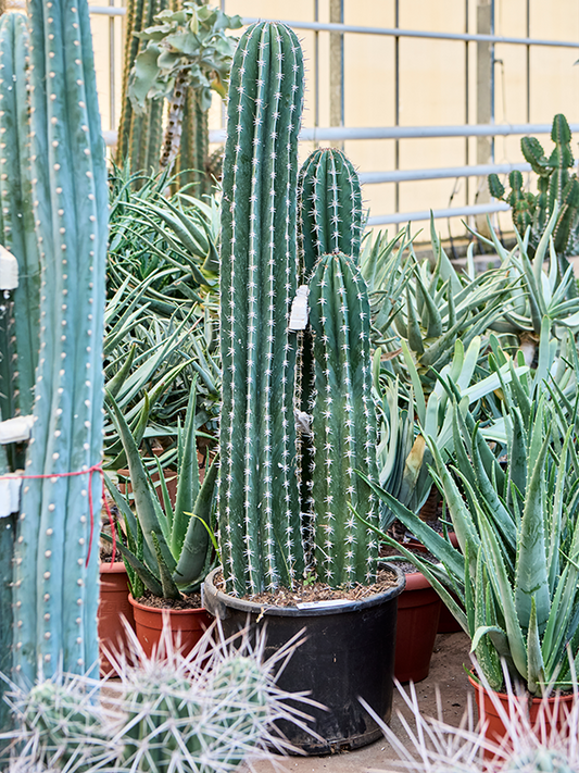 Planta naturala de interior 4pp D35xH150cm Pachycereus 'Pecten Aboriginum' (190-230) PS40/32cm in pamant