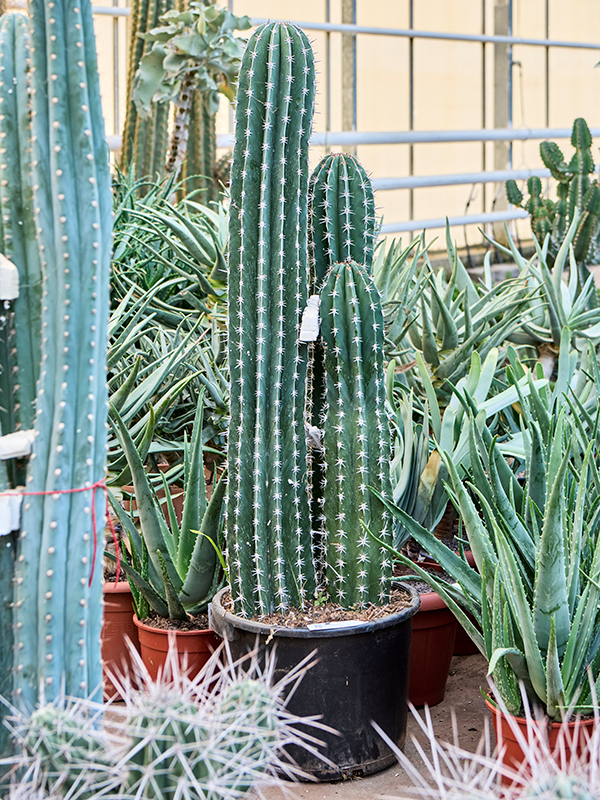 Planta naturala de interior 4pp D35xH150cm Pachycereus 'Pecten Aboriginum' (190-230) PS40/32cm in pamant