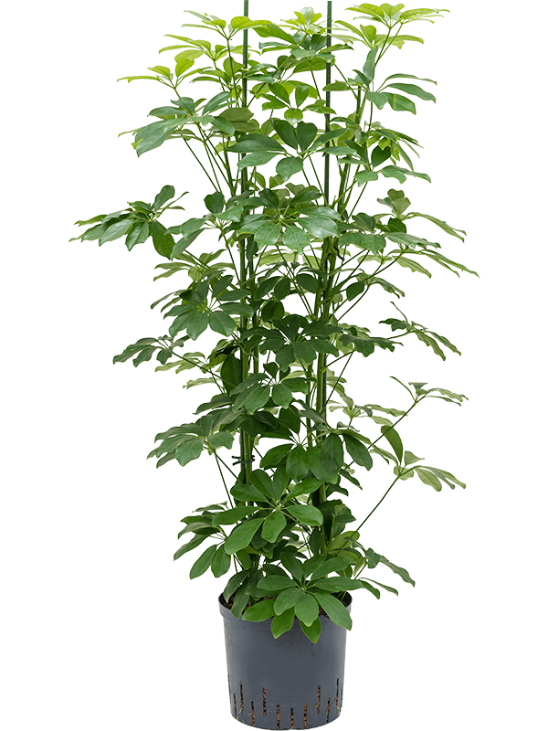 Planta naturala de interior 4pp D40xH125cm Schefflera arboricola 'Compacta' P22/19cm in hidrogranule
