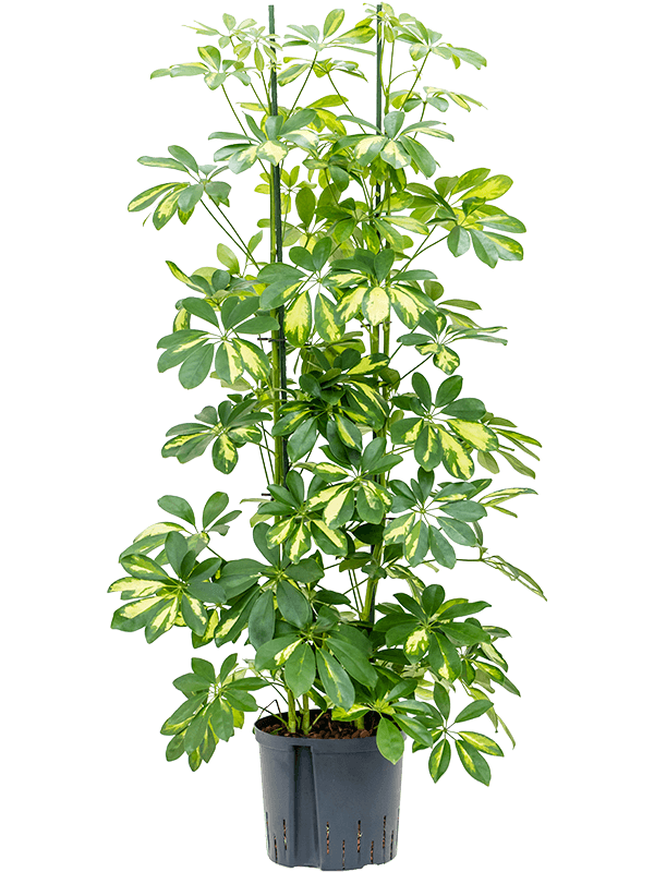 Planta naturala de interior 4pp D45xH120cm Schefflera arboricola 'Gold Capella' P22/19cm in hidrogranule