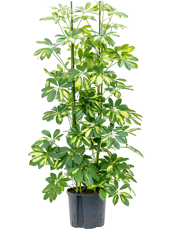 Planta naturala de interior 4pp D45xH125cm Schefflera arboricola 'Gold Capella' P22/19cm in hidrogranule