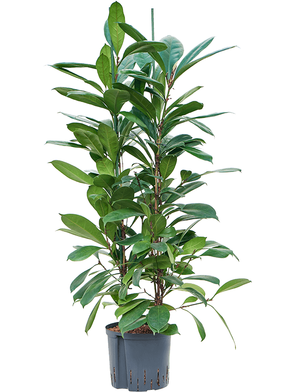 Planta naturala de interior 4pp D50xH120cm Ficus cyathistipula P22/19cm in hidrogranule