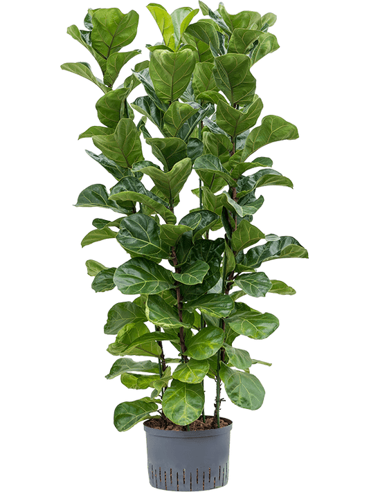 Planta naturala de interior 4pp D50xH130cm Ficus lyrata 'Bambino' P28/19cm in hidrogranule