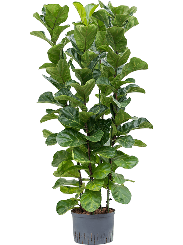 Planta naturala de interior 4pp D50xH150cm Ficus lyrata 'Bambino' P28/19cm in hidrogranule