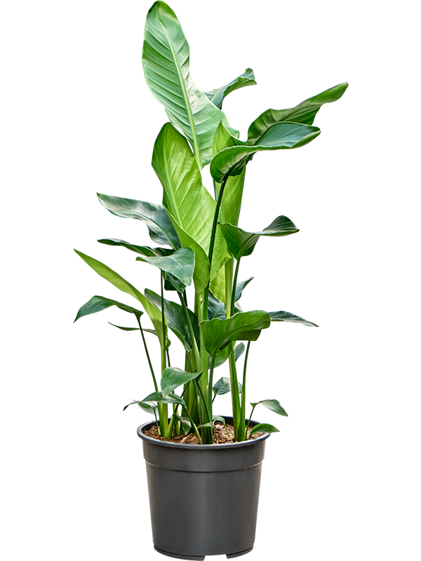 Planta naturala de interior 4pp D60xH110cm Strelitzia nicolai PS24/21cm in pamant