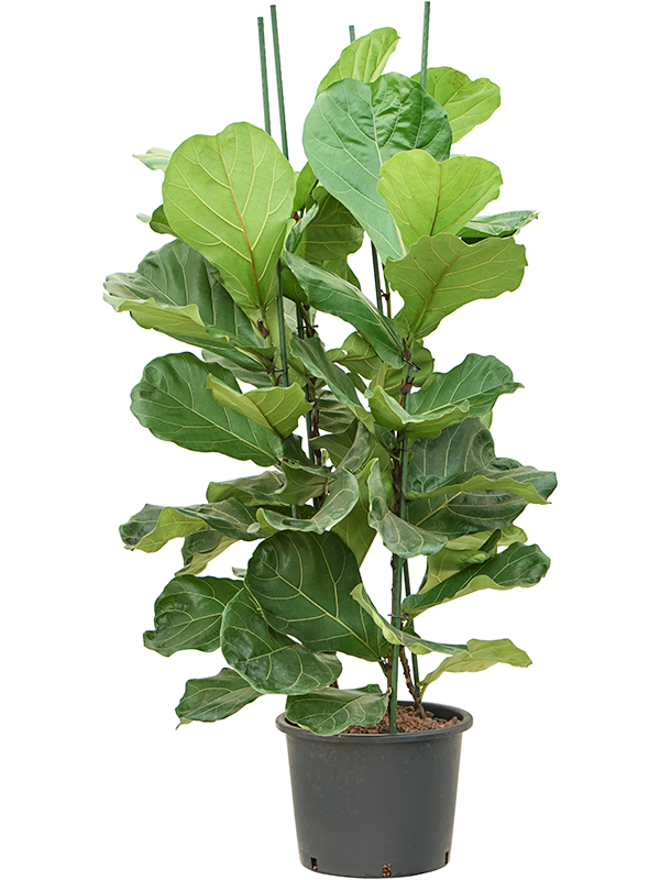 Planta naturala de interior 4pp D80xH165cm Ficus lyrata P32/26cm in hidrogranule