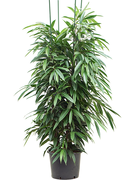 Planta naturala de interior 4pp D80xH180cm Ficus binnendijkii 'Amstel King' P32/26cm in hidrogranule