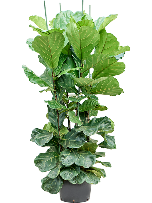 Planta naturala de interior 4pp D80xH180cm Ficus lyrata P32/26cm in hidrogranule