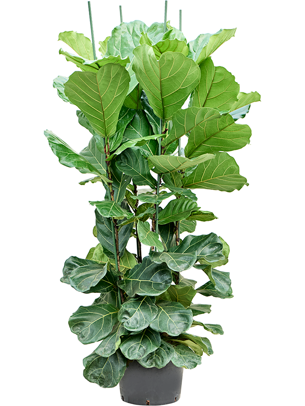 Planta naturala de interior 4pp D80xH190cm Ficus lyrata P32/26cm in hidrogranule