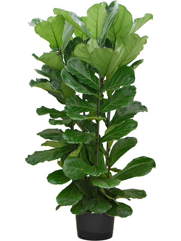 Planta naturala de interior 4pp D90xH160cm Ficus lyrata P32/26cm in hidrogranule