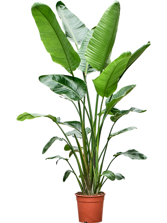 Planta naturala de interior 4pp D90xH180cm Strelitzia nicolai PS27/25cm in pamant