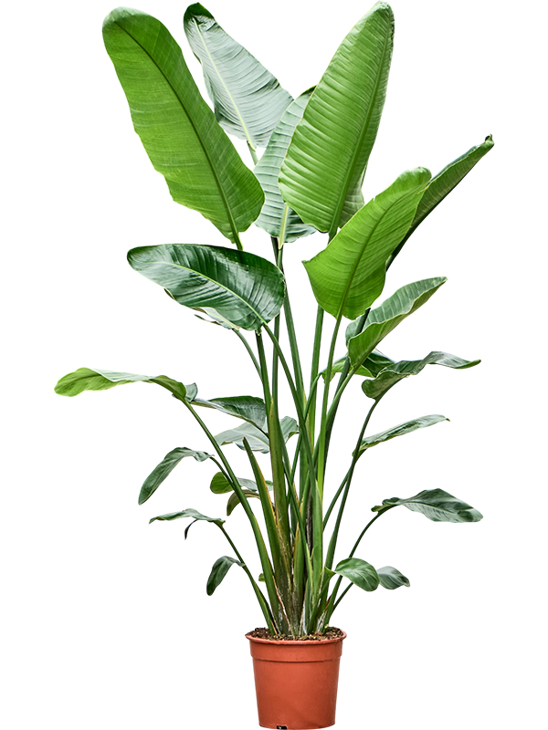 Planta naturala de interior 4pp D90xH180cm Strelitzia nicolai PS27/25cm in pamant