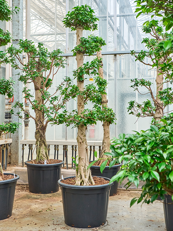 Planta naturala de interior 5 crown D80xH200cm Ficus microcarpa 'Compacta' PS50/34cm in pamant