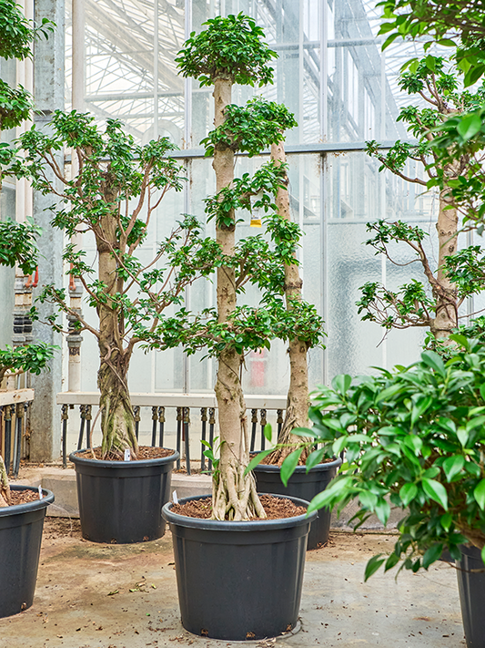 Planta naturala de interior 5 crown D80xH250cm Ficus microcarpa 'Compacta' PS50/34cm in pamant
