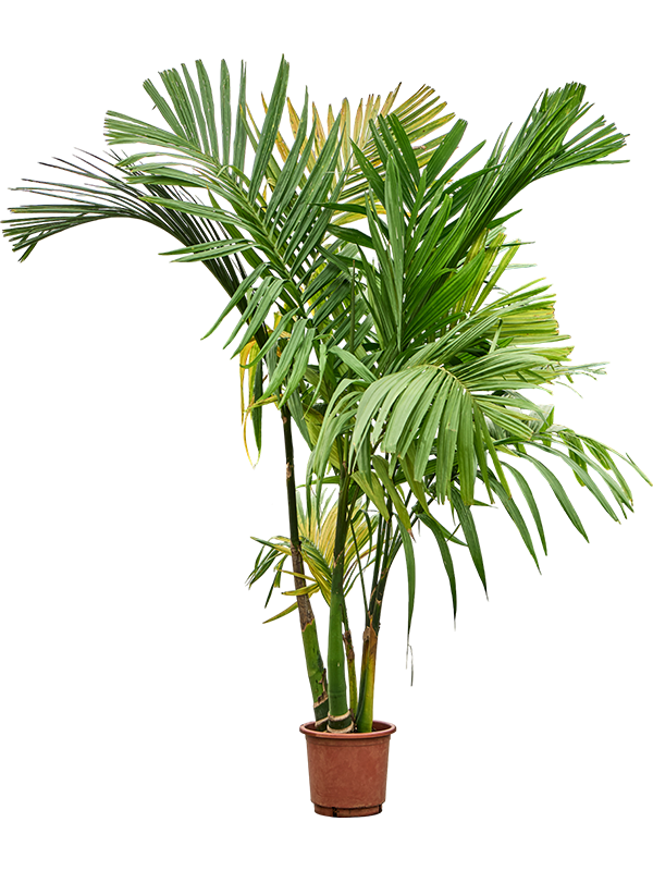 Planta naturala de interior 5-Stem D100xH220cm Areca catechu PS30/27cm in pamant
