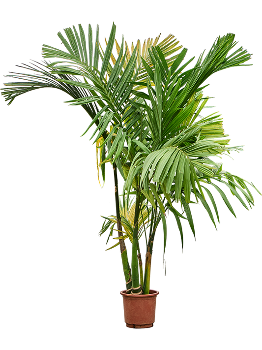 Planta naturala de interior 5-Stem D100xH300cm Areca catechu PS30/27cm in pamant