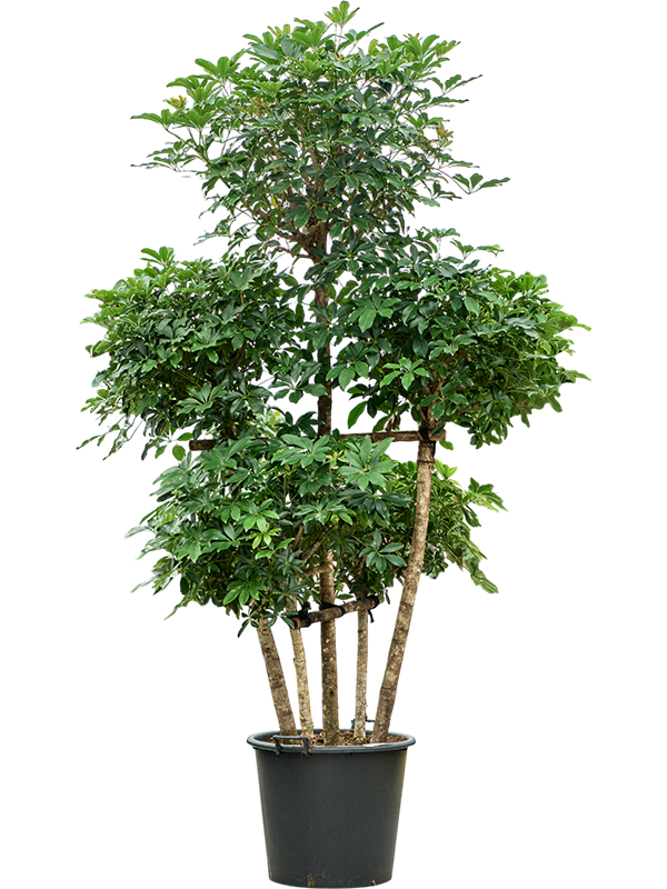 Planta naturala de interior 5-Stem D90xH300cm Schefflera arboricola 'Compacta' PS50/41cm in pamant