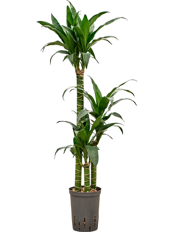 Planta naturala de interior 60-30-15 D30xH100cm Dracaena deremensis 'Black Beauty' P15/19cm in hidrogranule