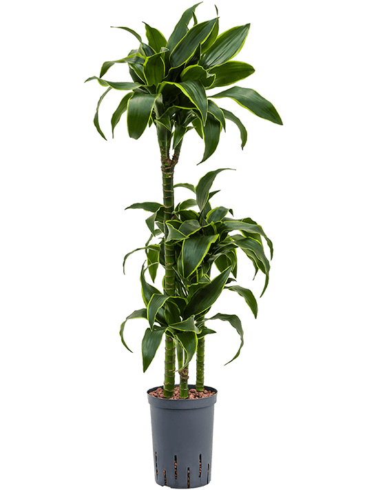 Planta naturala de interior 60-30-15 D30xH100cm Dracaena fragrans 'Dorado' P15/19cm in hidrogranule