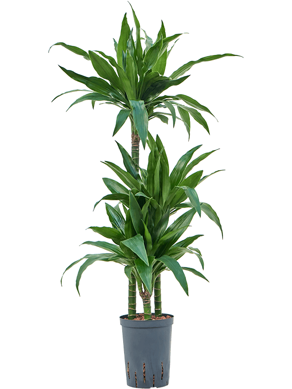 Planta naturala de interior 60-30-15 D30xH100cm Dracaena fragrans 'Janet Craig' P15/19cm in hidrogranule