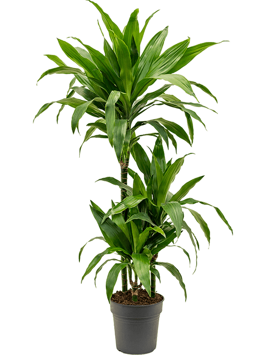 Planta naturala de interior 60-30-15 D30xH100cm Dracaena fragrans 'Janet Craig' PS21/20cm in pamant