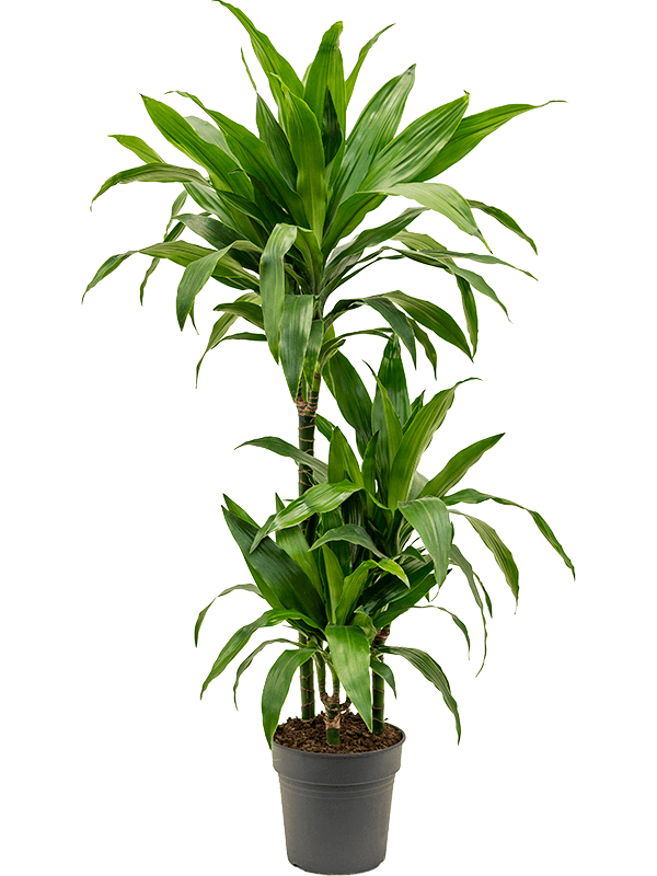 Planta naturala de interior 60-30-15 D30xH100cm Dracaena fragrans 'Janet Craig' PS21/20cm in pamant