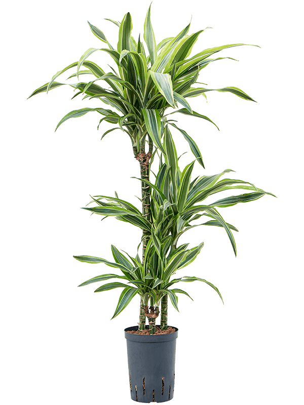 Planta naturala de interior 60-30-15 D30xH100cm Dracaena fragrans 'Lemon Lime' P15/19cm in hidrogranule