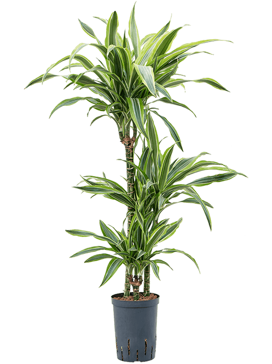 Planta naturala de interior 60-30-15 D30xH100cm Dracaena fragrans 'Lemon Lime' P15/19cm in hidrogranule