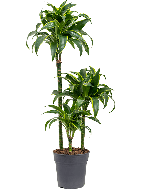 Planta naturala de interior 60-30-15 D30xH95cm Dracaena fragrans 'Dorado' PS21/20cm in pamant