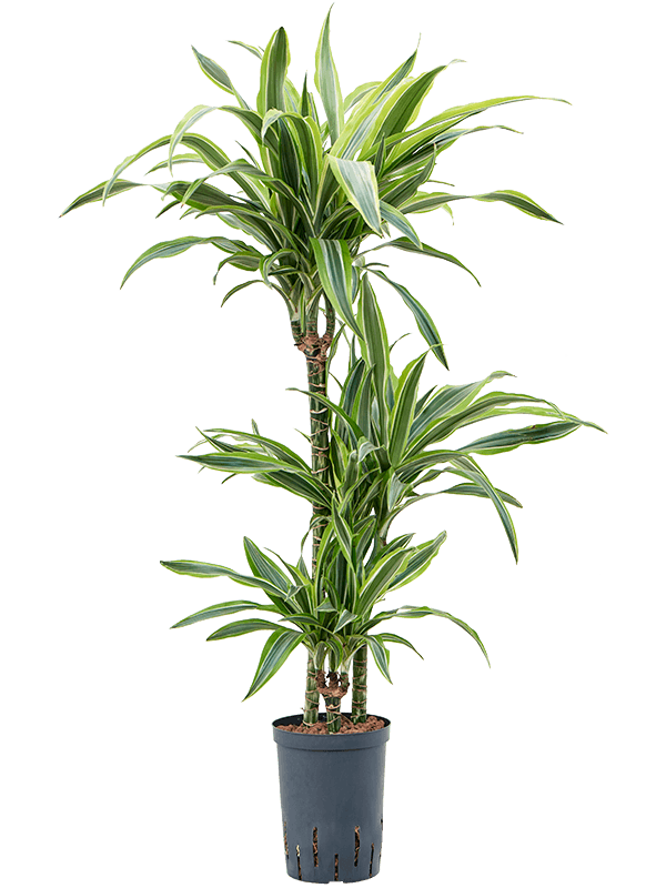 Planta naturala de interior 60-30-15 D30xH95cm Dracaena fragrans 'Lemon Lime' P15/19cm in hidrogranule