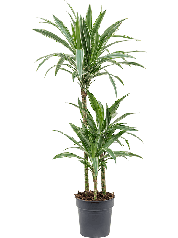 Planta naturala de interior 60-30-15 D35xH100cm Dracaena deremensis 'Warneckei' PS21/20cm in pamant