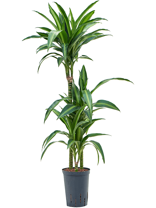 Planta naturala de interior 60-30-15 D35xH100cm Dracaena fragrans 'Hawaiian Sunshine' P15/19cm in hidrogranule