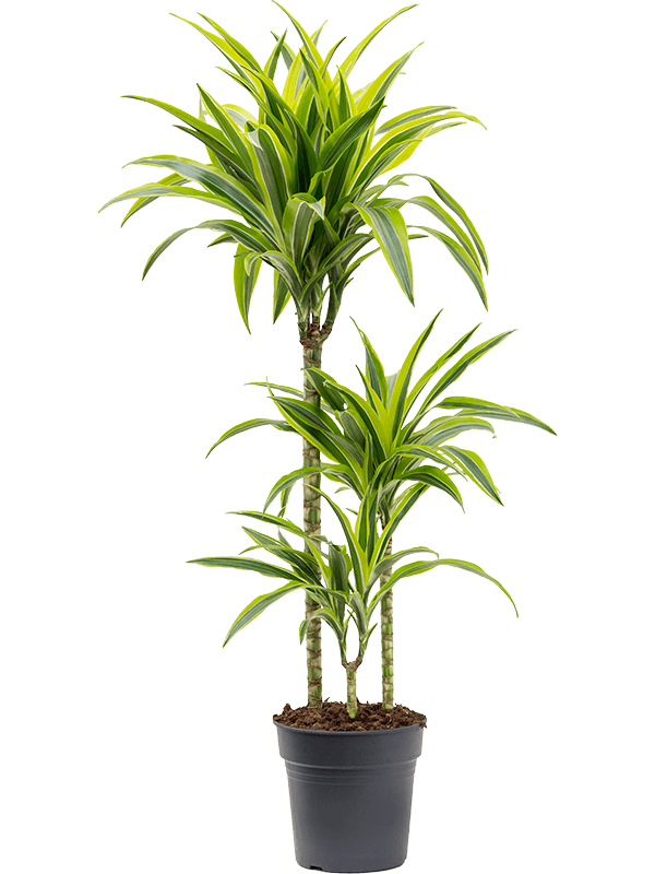 Planta naturala de interior 60-30-15 D35xH100cm Dracaena fragrans 'Lemon Lime' PS21/20cm in pamant