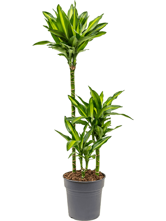 Planta naturala de interior 60-30-15 D35xH110cm Dracaena fragrans 'Cintho' PS21/20cm in pamant