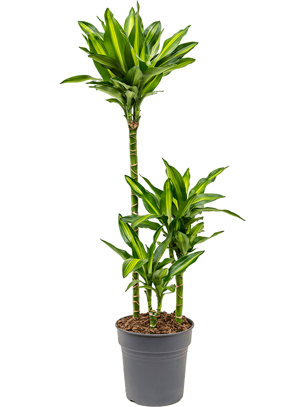 Planta naturala de interior 60-30-15 D35xH110cm Dracaena fragrans 'Cintho' PS21/20cm in pamant