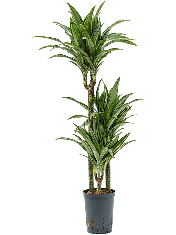 Planta naturala de interior 60-30-15 D35xH110cm Dracaena fragrans 'Ulises' P15/19cm in hidrogranule
